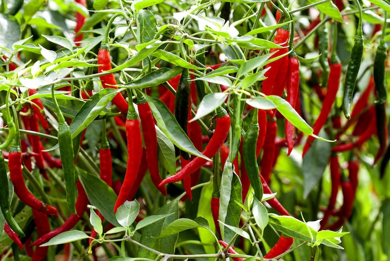 collection of red chilli plants