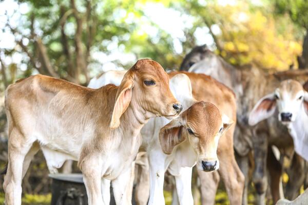 cow 1