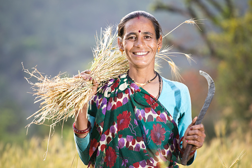 indian woman farmer with sickle and crop at agricultural field